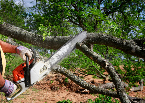 Best Fruit Tree Pruning  in Waldron, AR